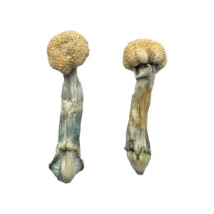 Buy Albino Treasure Coast Magic Mushrooms