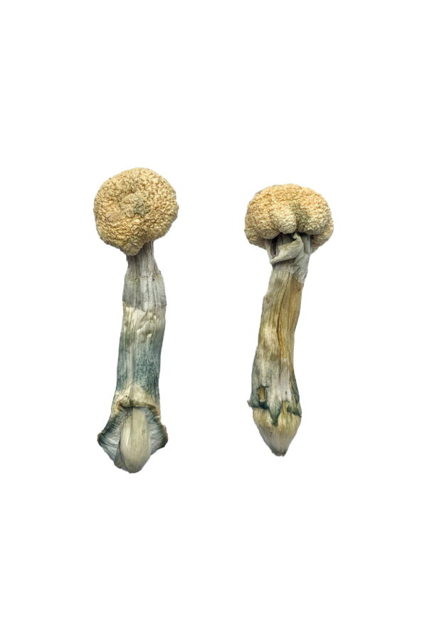 Buy Albino Treasure Coast Magic Mushrooms