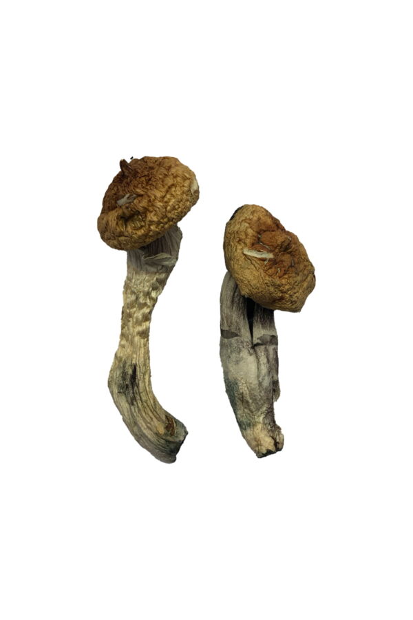 Buy Amazonian Magic Mushrooms Alaska