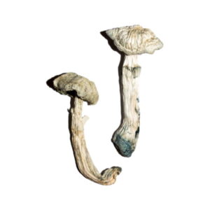 Buy Avery’s Albino Magic Mushrooms USA