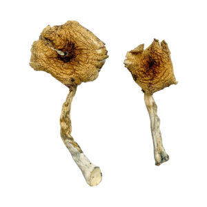 Buy Ban Thurian Magic Mushrooms Michigan