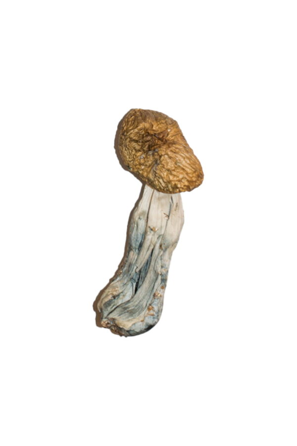 Buy Big Mex Magic Mushrooms Utah