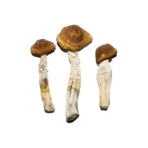 Buy Brazilian Magic Mushrooms Pennsylvania