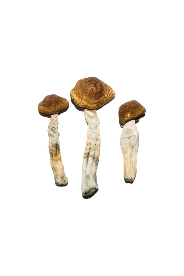 Buy Brazilian Magic Mushrooms Pennsylvania