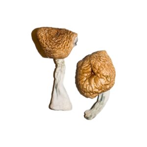 Buy Burmese Magic Mushrooms