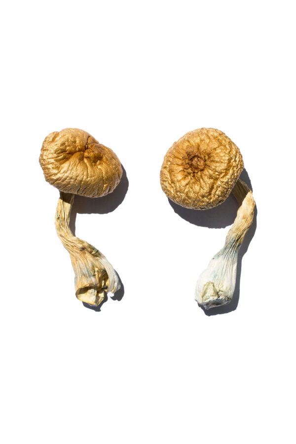 Buy Cambodian Gold Magic Mushrooms