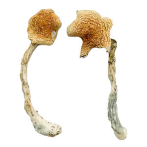 Buy Costa Rican Blue Magic Mushrooms