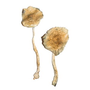 Where to buy Magic Mushrooms