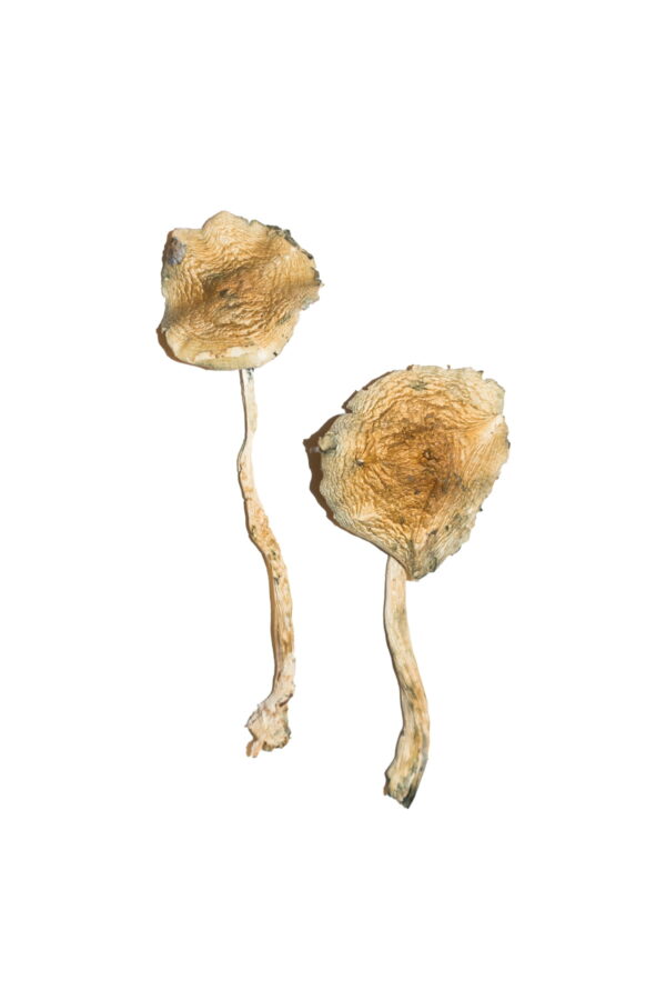 Where to buy Magic Mushrooms