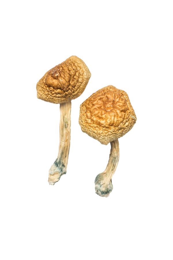 Where to shop Mushrooms