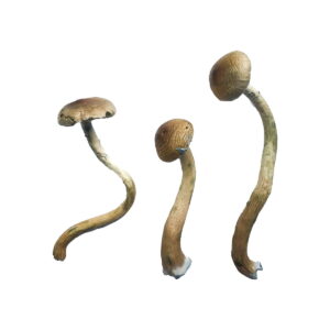 Where to buy Mushrooms Denver Colorado