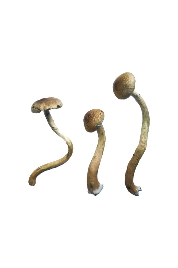 Where to buy Mushrooms Denver Colorado