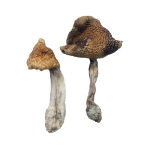 Best place to buy magic mushroom products, Buy Hawaiian Magic Mushrooms Oregon