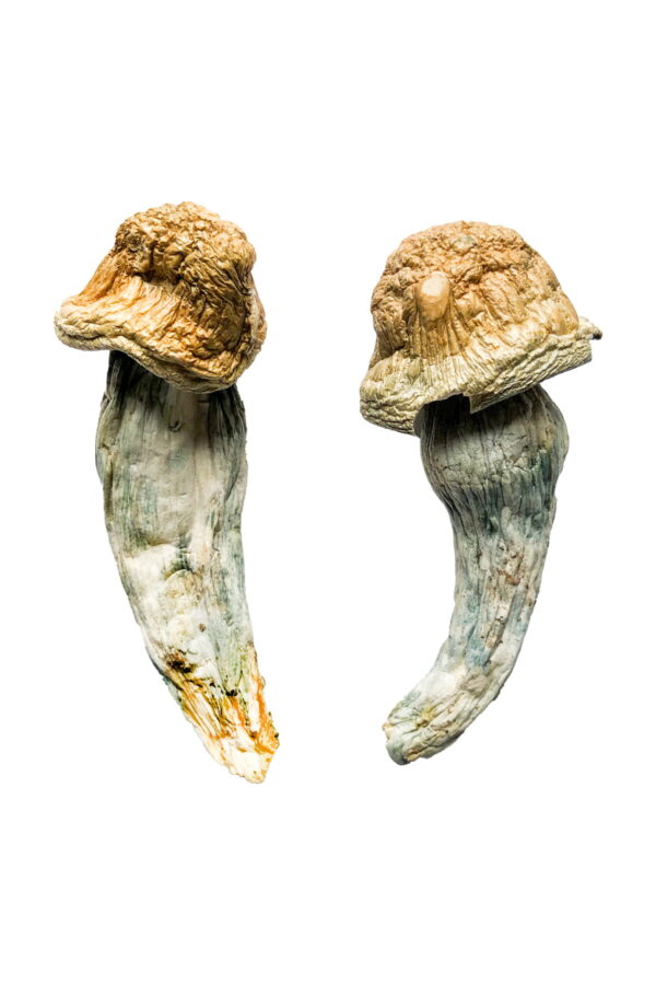 Cheap magic mushrooms for sale, Where to buy Mushrooms Las Vegas