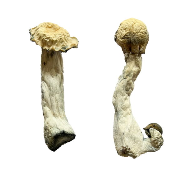 Buy dried magic mushrooms, Where to Buy Shrooms