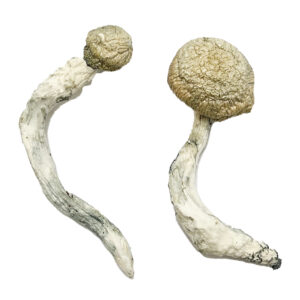 Best online magic mushroom store, Where to buy Magic Mushrooms UK