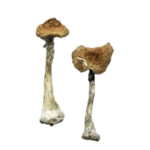 buy A+ Magic Mushrooms