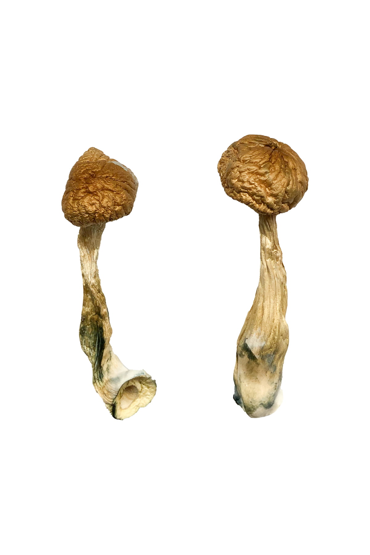 African Transkei Magic Mushrooms - Image 2