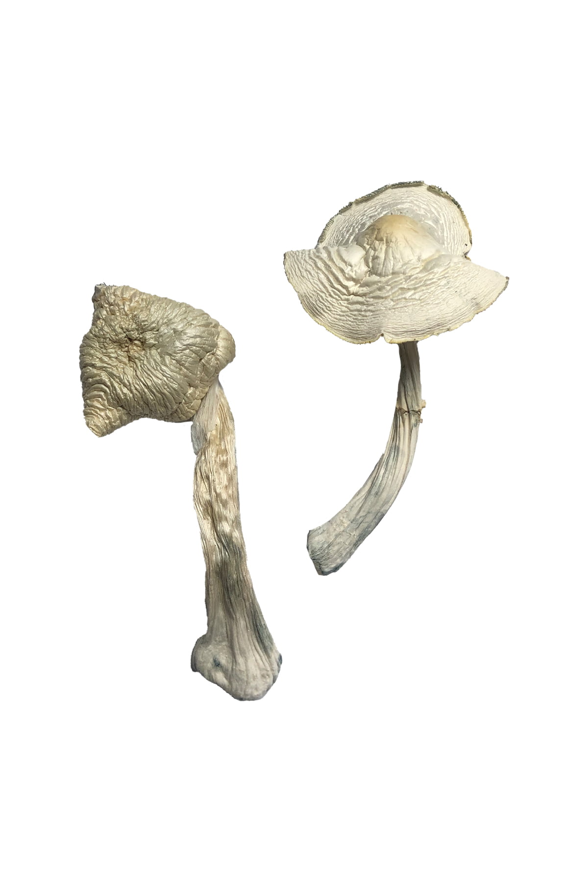 Albino Louisiana Magic Mushrooms - Image 2