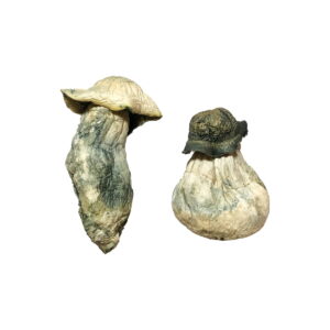 buy Albino Penis Envy Mushrooms