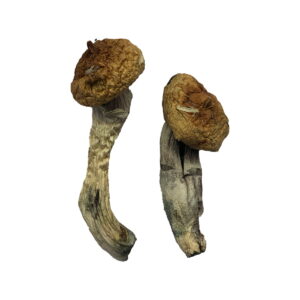 Buy Amazonian Magic Mushrooms Alaska