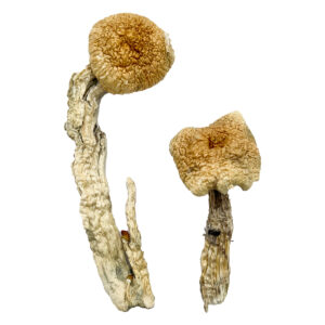 Buy Aztec God Magic Mushrooms oregon