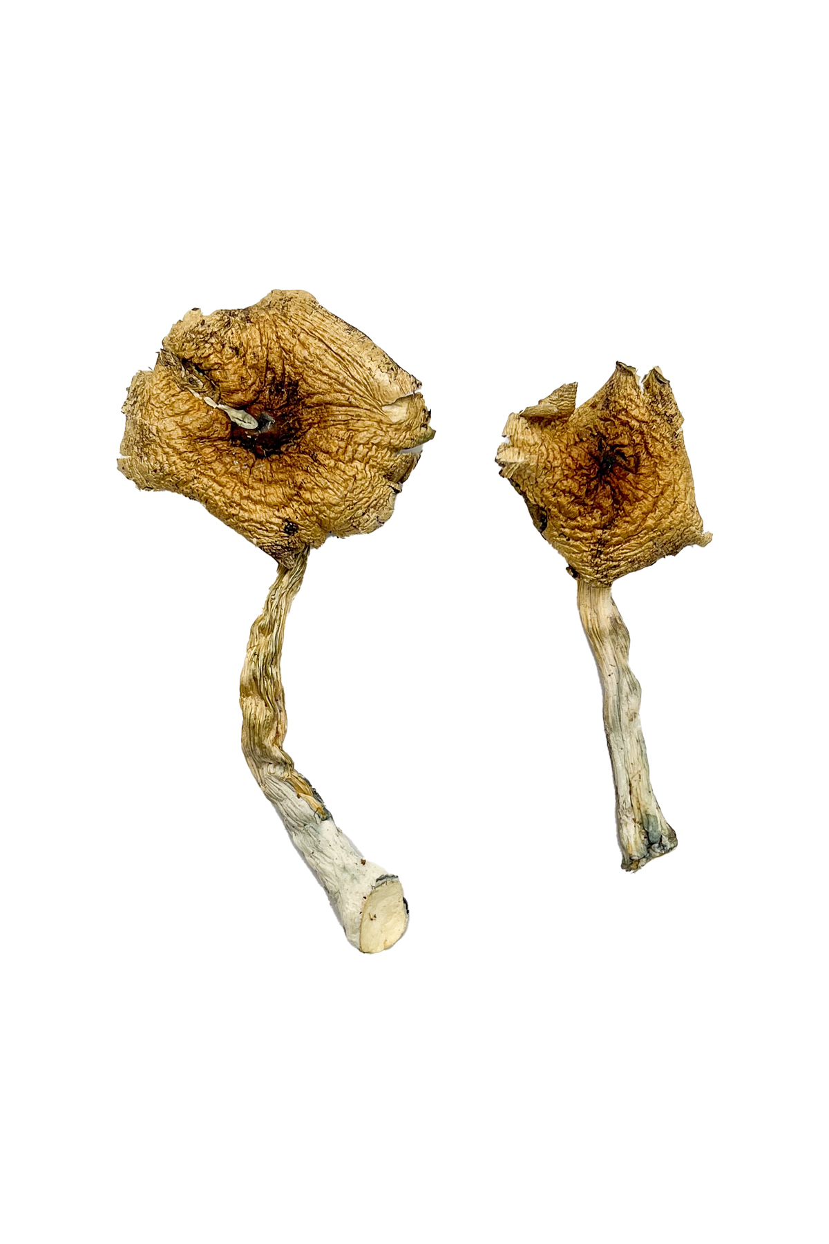 Buy Ban Thurian Magic Mushrooms Michigan