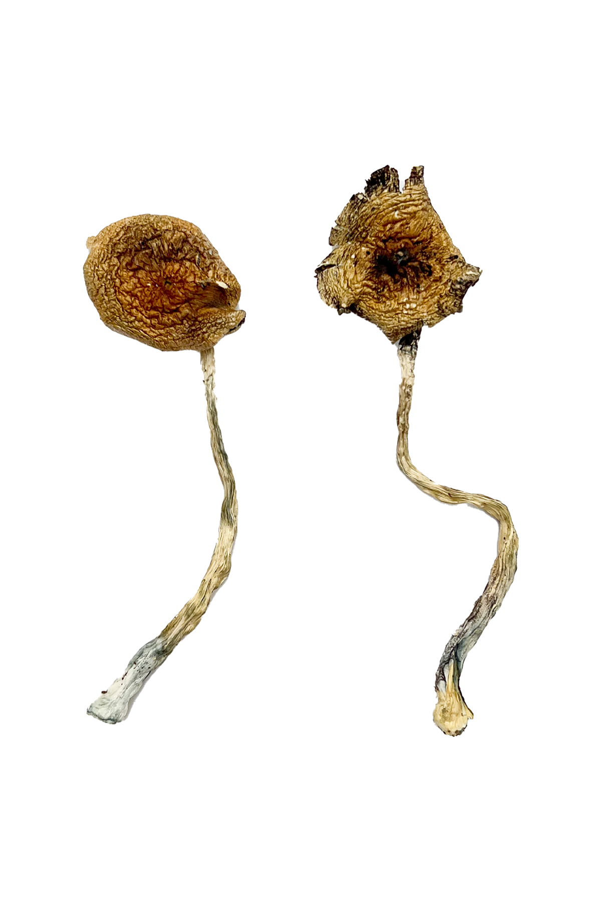 Ban Thurian Magic Mushrooms - Image 2
