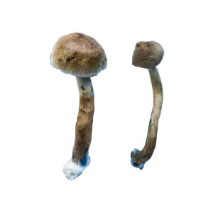 Where Can i buy Magic Mushrooms USA