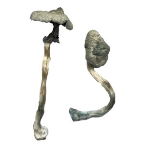 Magic mushroom dispensary near me, Where Can i Buy Mushrooms California