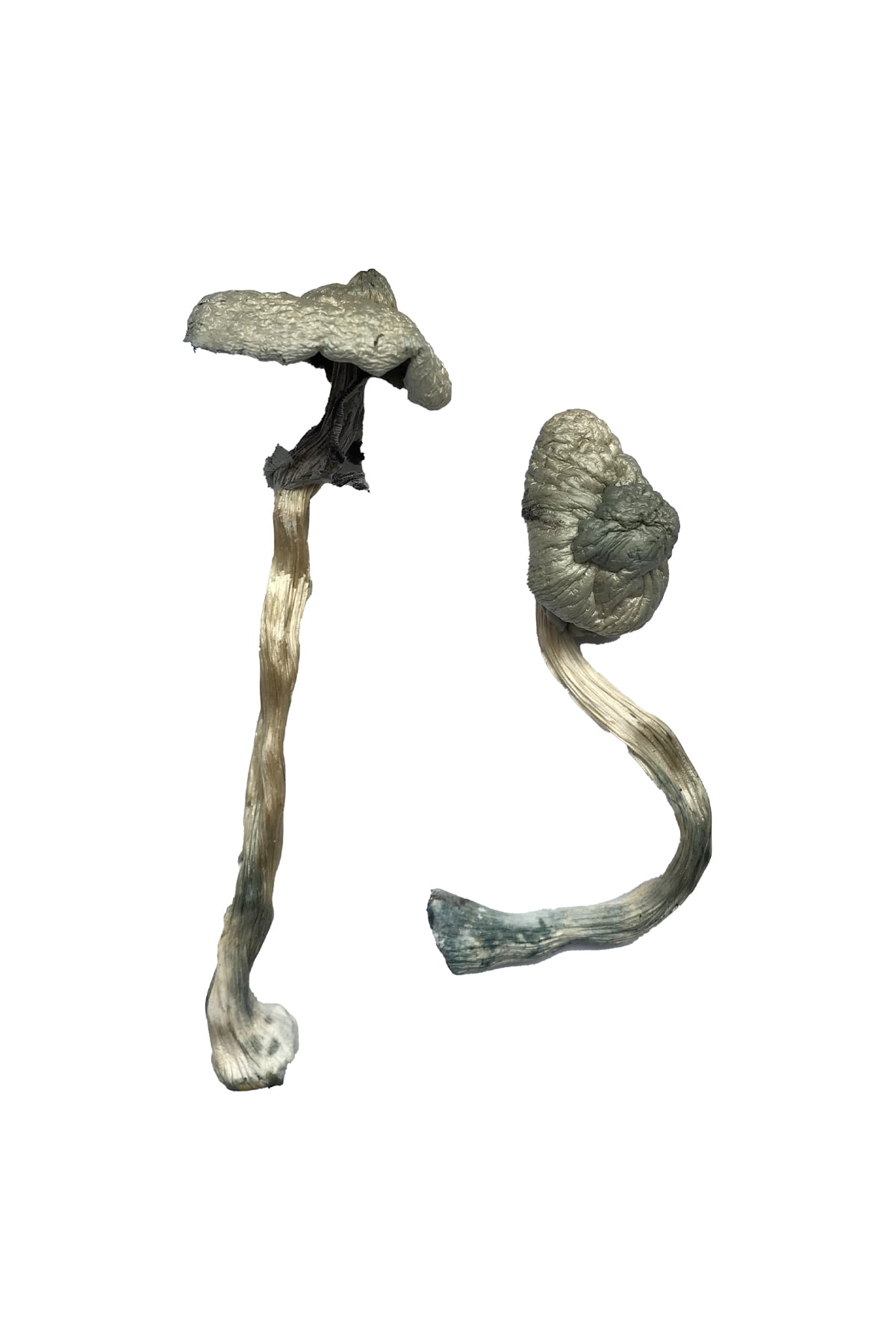 Magic mushroom dispensary near me, Where Can i Buy Mushrooms California