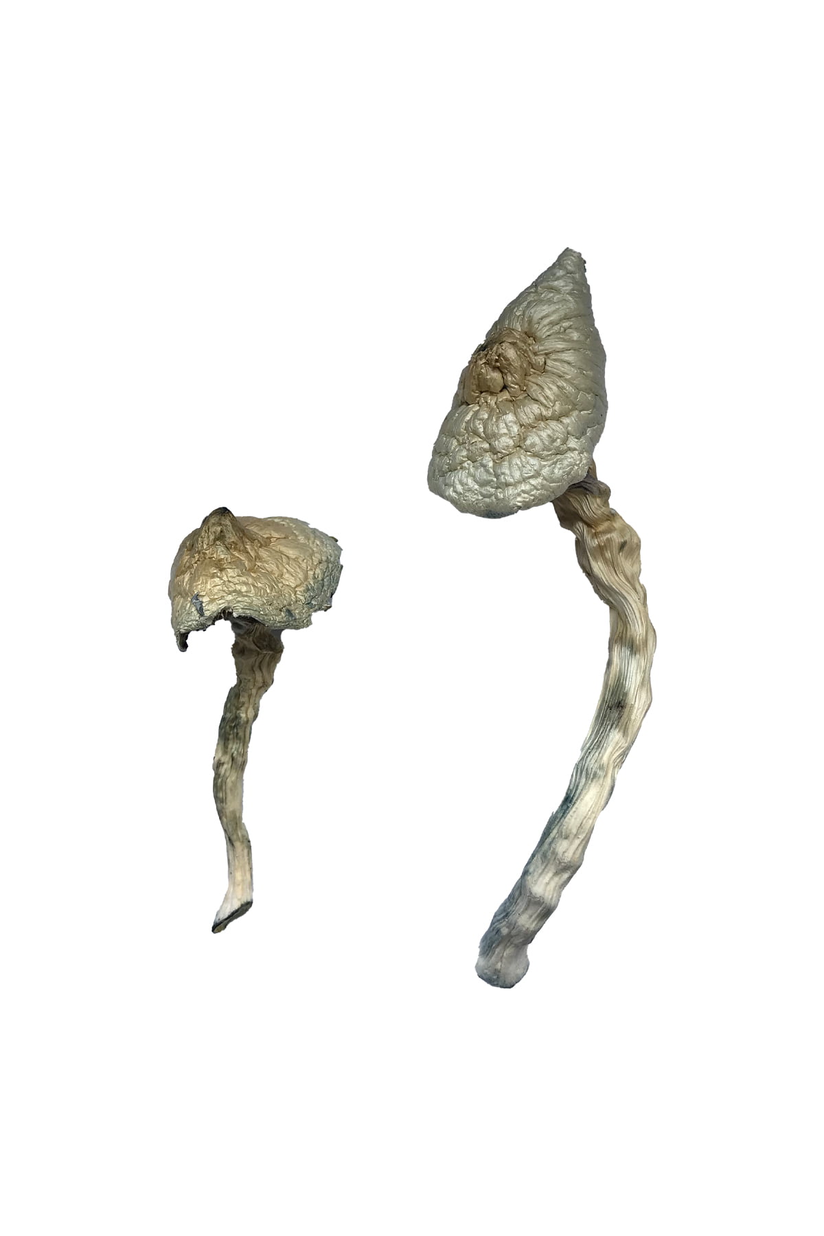 Great White Monster Magic Mushrooms - Image 2