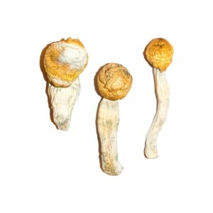 Buy Penis Envy Mushrooms Online, Where to buy Mushrooms Washington DC