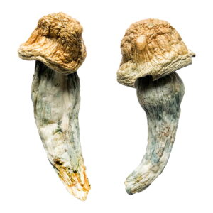 Cheap magic mushrooms for sale, Where to buy Mushrooms Las Vegas