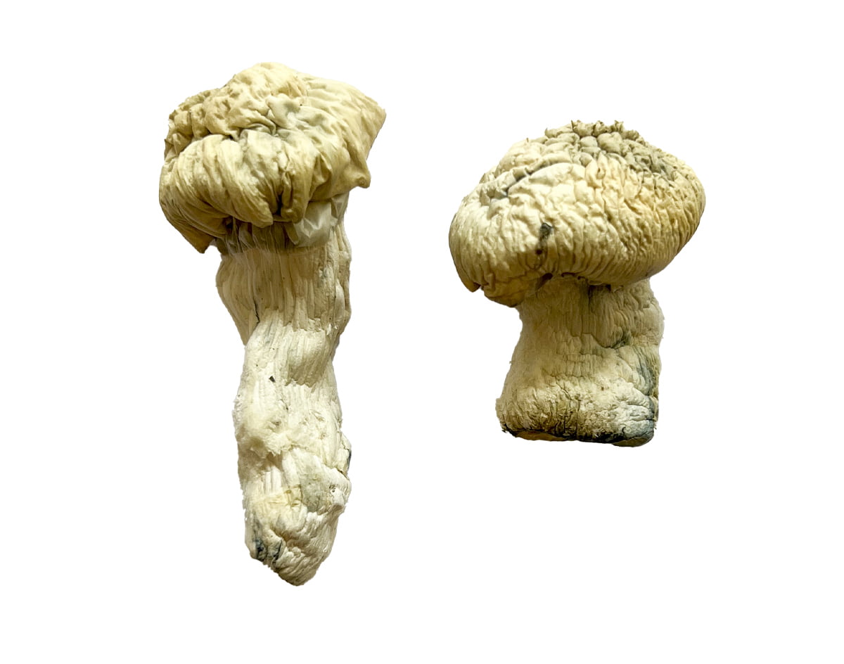 Shakti (Albino Malabar) Magic Mushrooms - Image 2